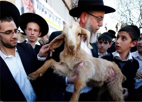 جماعات الهيكل تستعد لذبح قرابينها في المسجد الأقصى