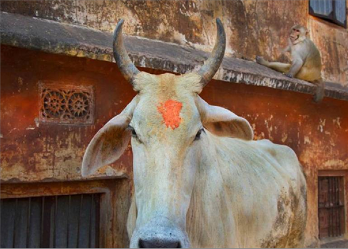 مقتل مسلمين في الهند على يد مليشيات حماية الأبقار